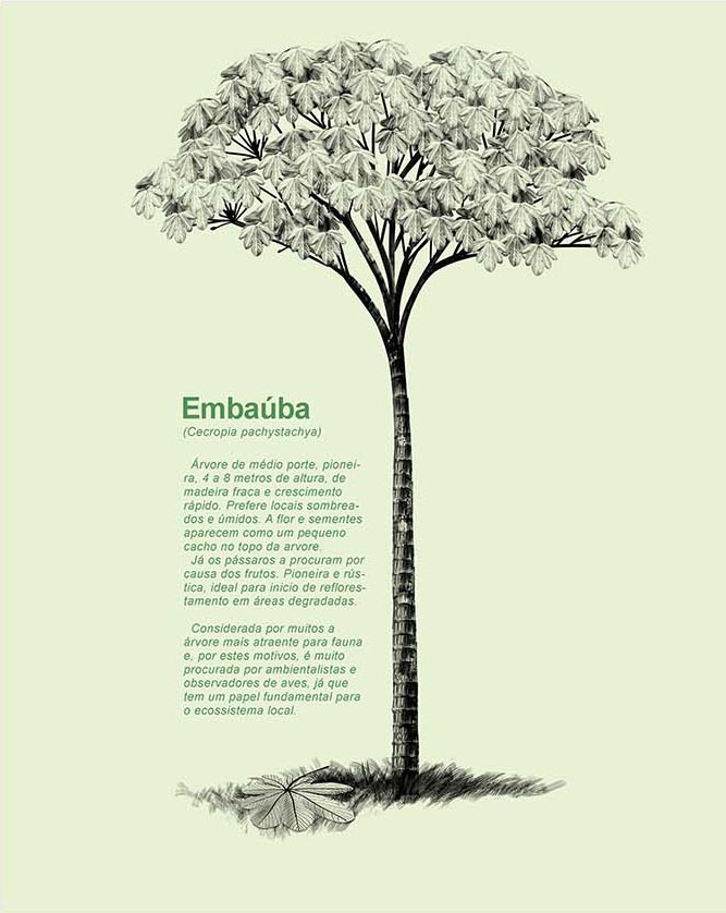 Regata Machao Embauba