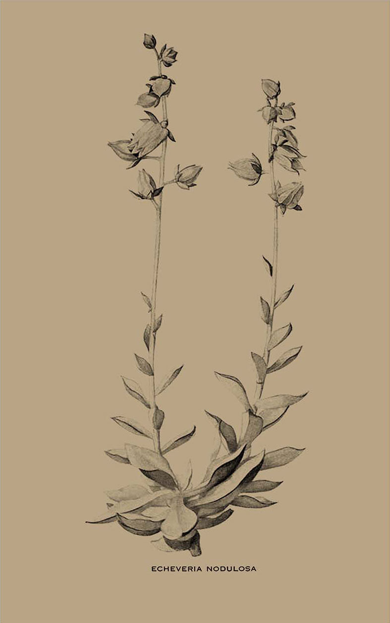 Regata Suculenta
