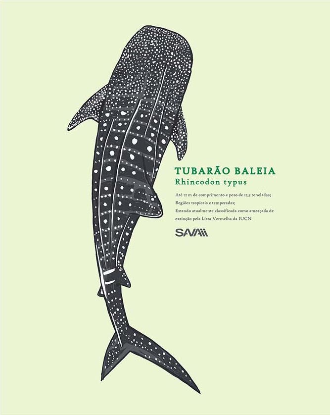 Regata Machao Tubarao Baleia