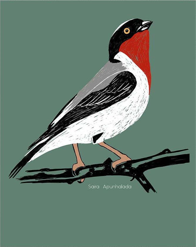 Regata Saira Apunhalada