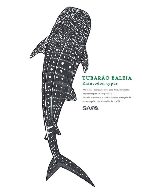 Regata Tubarão Baleia