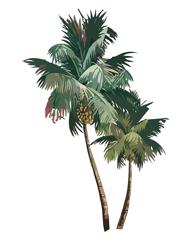 Regata Machao Coqueiros