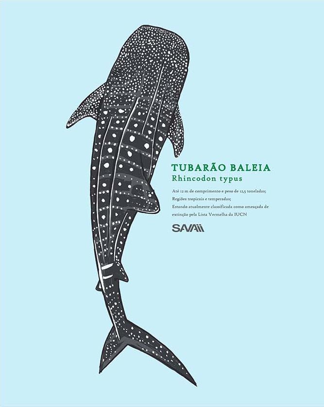 Regata Machao Tubarao Baleia