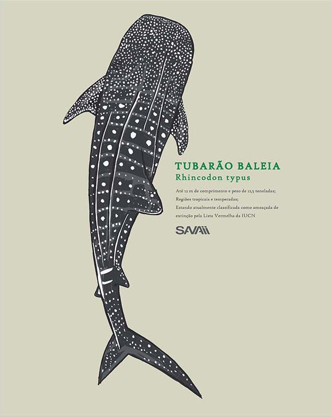 Regata Tubarão Baleia