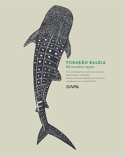 Regata Tubarão Baleia