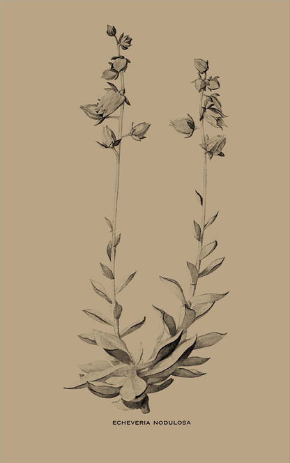 Regata Suculenta