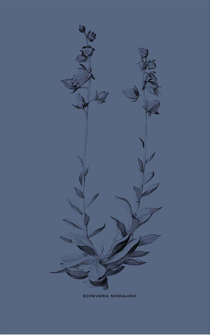 Camiseta Suculenta
