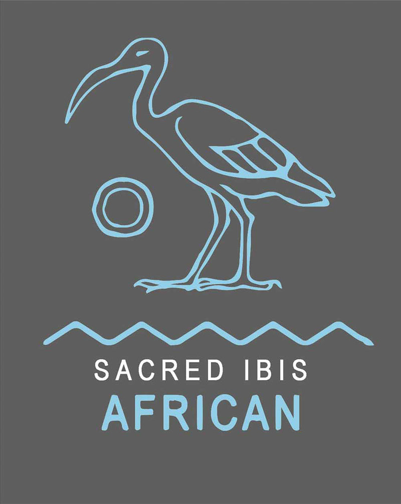 Regata sacred ibis